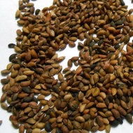 Yellow Cypress Seeds Yellow Cypress Cypress Cypress Cypress Cypress Cypress Yellow Pineapple Greenin