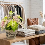 城市綠意彩葉芋工業布紋袋盆栽/春節/過年/新春/送禮/祝賀