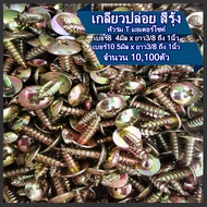 สกรู เกลียวปล่อย เหล็ก ชุบรุ้ง หัวT หัวร่ม 10 100ตัว #เบอร์8 เบอร์10 ยาว 3/8 1/2 5/8 3/4 1 นิ้ว เกลี