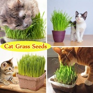 Sindo - PACKAGE CONTENTS 200 Seeds of Cat Grass  100 Natural Cat Grass Seeds  Wheat Seeds Live Plant UWVV2XGA07