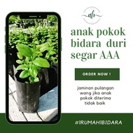 The Nature’s - Pokok Bidara / Anak Pokok Bidara / Bidara Tree
