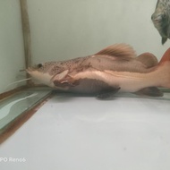 rtc sb shortbody/rtc/Red Tail Catfish/RTC jumbo
