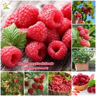 [Fast Germination] Rare Raspberry Seeds for Planting (1000 seeds/bag) Bonsai Fruit Tree Seeds Delicious Raspberries Fruit Plant Seed Live Plants Gardening Fruit Seeds Vegetable Indoor Potted Plants Outdoor Real Plant Easy To Grow In Local Benih Pokok Buah