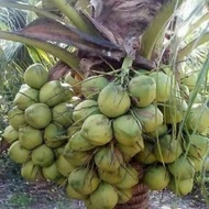 ANAK POKOK KELAPA TACUNAN