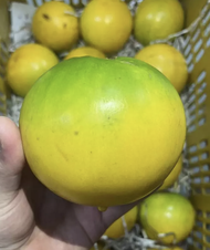 Buah Abiu , Fresh & Manis ; Golden Fruit ; 鲜甜 黄金果