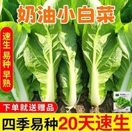 Quick Raw 20 Days Creamy Small Cabbage Seeds Four Seasons Potted Plants Early Cooked Heat-Resistant 