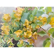 Yellow  Bougainvillea    Plant
