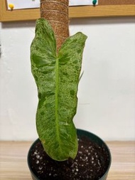 斑葉蔓綠絨盆栽