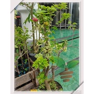 bibit bunga bougenville semi bonsai | batang besar stek 3_4warna