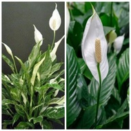 Peace lily variegated /Non Varigated