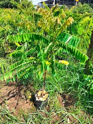 Cây giống khế tàu