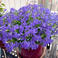 Biji Bunga - Bunga Lobelia erinus | Flower Seed - Lobelia erinus | 花种子 - 六倍利