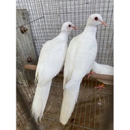 BURUNG TEKUKUR PUTIH SEPASANG