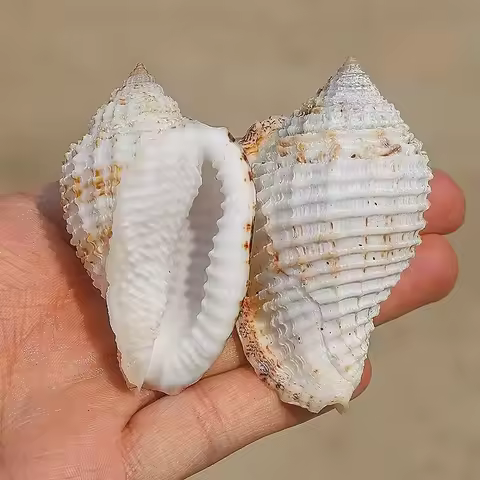 Checked Wrinkled Snail Specimen Natural Rare Conch Fish Tank Aquarium Landscaping Decoration Creativ