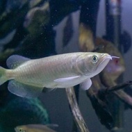 IKAN ARWANA JARDINI 20-23 CM / IKAN HIAS PREDATOR