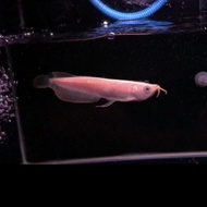 ikan Arwana Silver Albino ( 13 - 15 ) cm