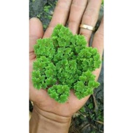 AZOLLA animal feed per basket