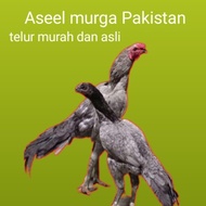 telur ayam Bangkok aseel murga Pakistan asli