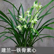 Orchid Cymbidium Ensifolium Iron Bone Plain Heart Pot Indoor Balcony Desktop Ornamental Flower Plant Green Plant Flowe00