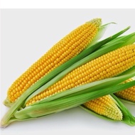 10pcs seeds RM1.55 shj OFFER OFFER Jagung manis