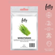 Fatty Seeds Wheatgrass