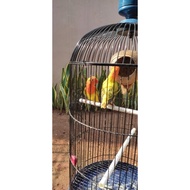 Anakan LoveBird Biola Ewing Gold/Green