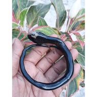 Gelang Akar Bahar Asli Kalimantan Hk 011