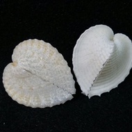 [Xin Baby] Shipment over 200 Yuan Chicken Heart Shellfish (Medium) 3~3.5cm Single Piece 30 Yuan