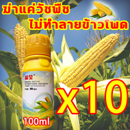 🌽ฆ่าหญ้าข้าวโพด ไม่ทำลายข้าวโพด100% ยาชุดข้าวโพด 100g เข้มข้นสุดๆ ฆ่าหญ้ารอบข้าวโพด กำจัดหญ้าในไร่ข้