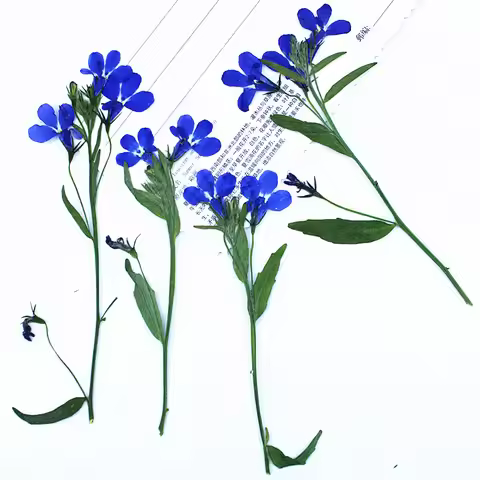 12pcs,6-10cm,Nature Lobelia Pressed Real Dried Flower for Science Display DIY Bookmarks Lamp Decor R