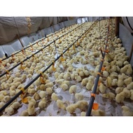 DOC Ayam Broiler Polos untuk Wilayah Pulau Jawa
