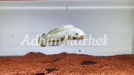 Channa Barca 16cm | Channa Barca Rare |Channa Barca Gress