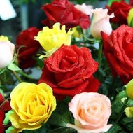 【多西多】玫瑰花籽 薔薇月季種子 庭院四季易播種園藝景觀開花不斷鮮花種子
