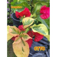 SALE!! RARE  ROOTED BOUGAINVILLEA