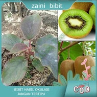 Bibit Tanaman buah buah kiwi Okulasi