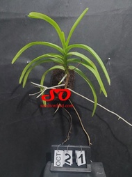 Vanda Limbata *Knop*