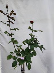 黑衣淑女 樹玫瑰 樹玫瑰  砧木 高度 60cm 砧木 粗1.2cm-1.5cm