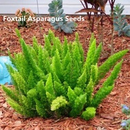 20pcs/bag fox tail asparagus bonsai plant home garden