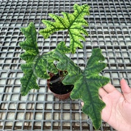 TKL - Alocasia Jacklyn Rare Indoor Plant 稀有品种杰克林海芋