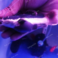 Hiasan aquarium Red Tail Catfish Shortbody /RTC SB
