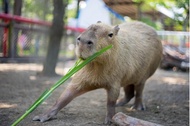 台南｜頑皮世界野生動物園全票