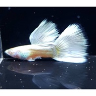GUPPY ALBINO FULL PLATINUM COUPLES