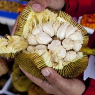 Pokok buah tarap(2 pokok)