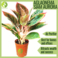 [LOCAL SELLER - Live Plant] Aglaonema Siam Aurora Houseplant Lucky Plant Indoor Air Purifier Plant