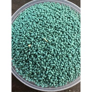 [500seed]Manila Grass Seeds Seed Biji Benih Rumput Manila Carpet Grass Lawn Grass Zoysia Grass 马尼拉地毯