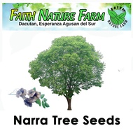 flower seeds Narra Tree Seeds ( 7 seeds ) 0DAG