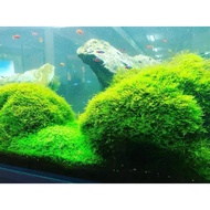 AQUATIC PLANT CHRISTMAS/JAVA MOSS PERCUP