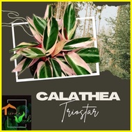 ▩ ▫ ◎ Calathea Stromanthe Triostar Live Plants