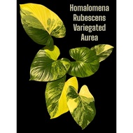 【tinawong668】Homalomena Rubencens Aurea Variegated | Kemoyang pokok hidup | live plant