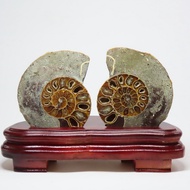 🌏Youjiayi🌏Natural Ammonite Conch Fossil Ornaments (FG001) Jade Spotted Colorful Snail Slices Popular